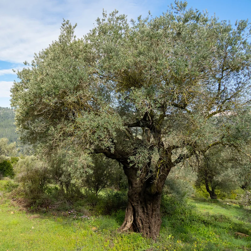 Olivier - Olea europaea