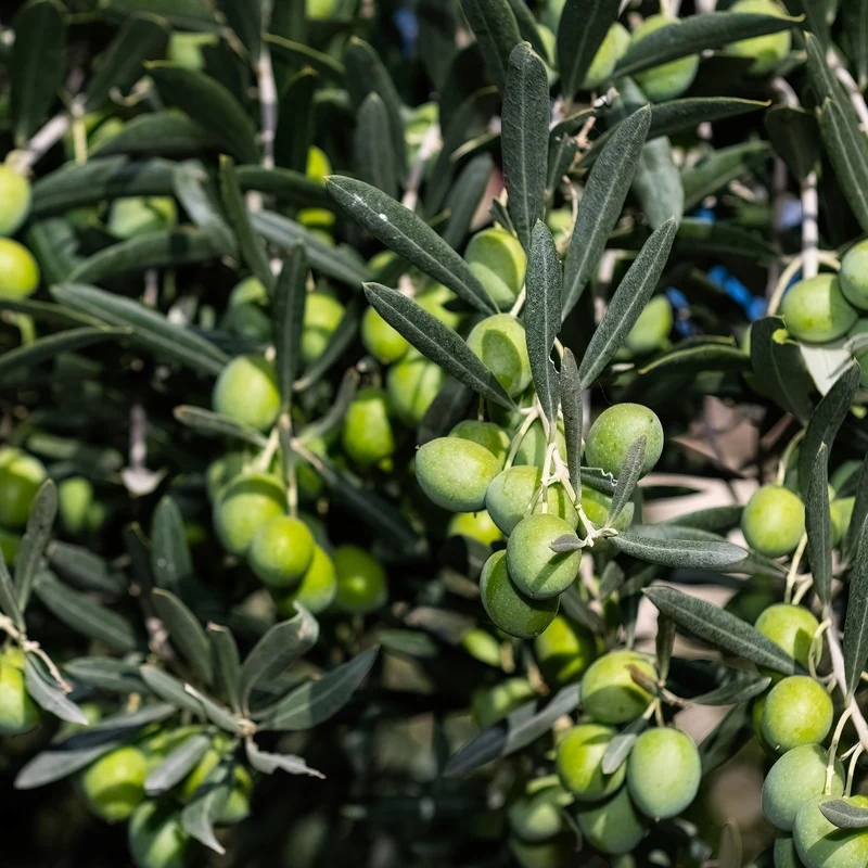 Olivier - Olea europaea