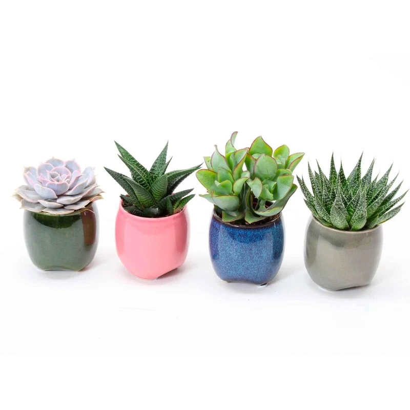 Collection de 4 succulentes