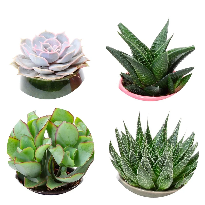 Collection de 4 succulentes