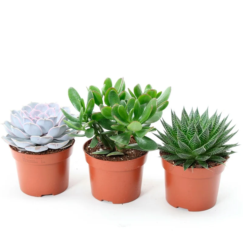 Collection de 3 succulentes - Aloé, Echeveria, Crassula
