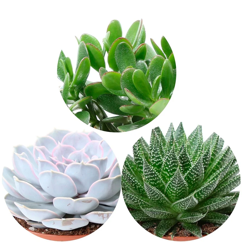 Collection de 3 succulentes - Aloé, Echeveria, Crassula