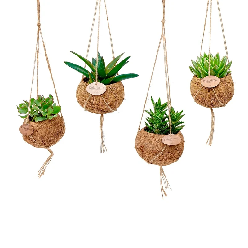 Collection de 4 succulentes et ses pots en fibre de noix de coco