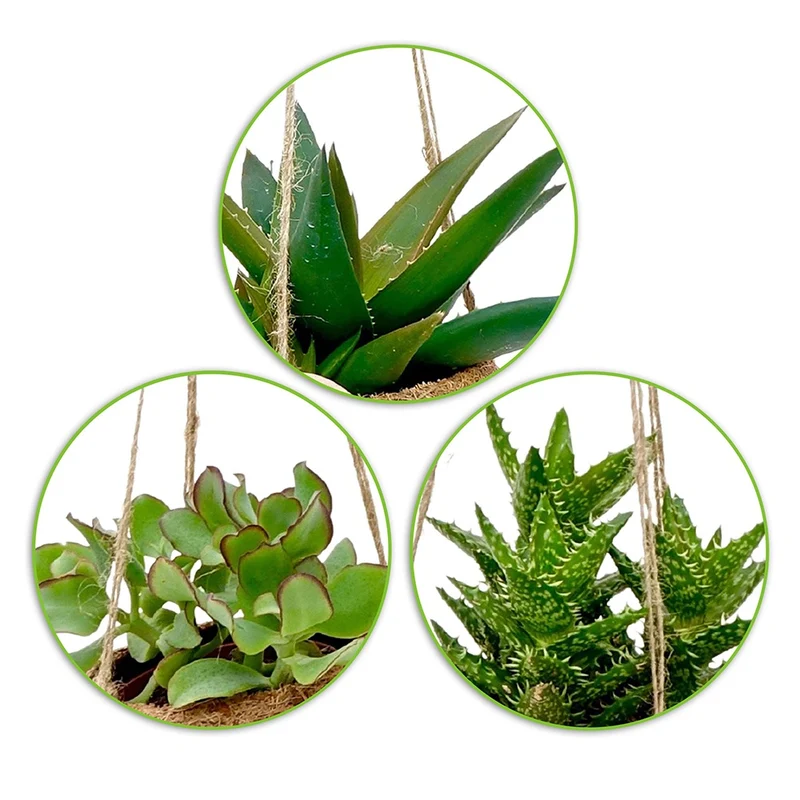 Collection de 4 succulentes et ses pots en fibre de noix de coco