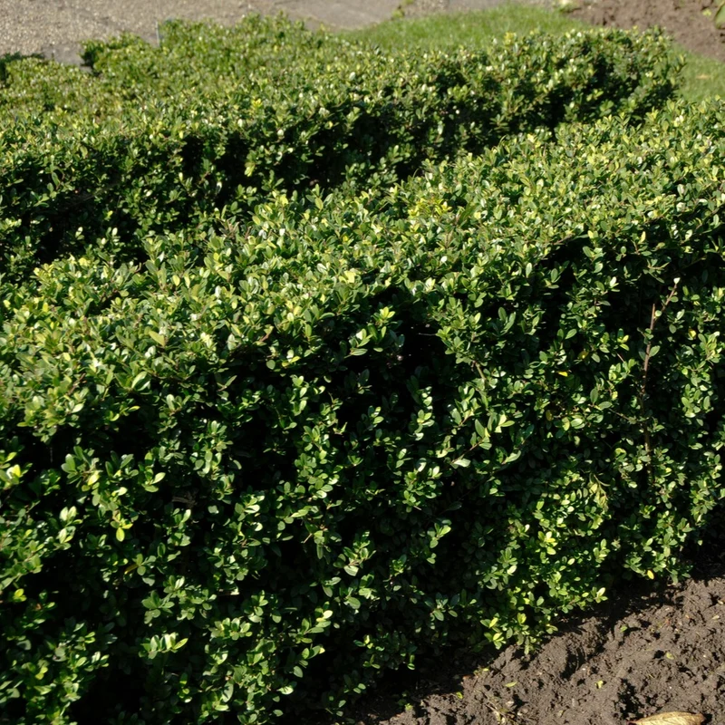Houx crénelé Dark Green® - Houx japonais