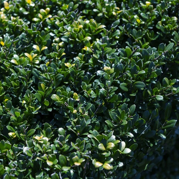 Houx crénelé Dark Green® - Houx japonais