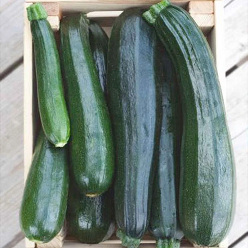 Courgette Black 'Beauty' BIO