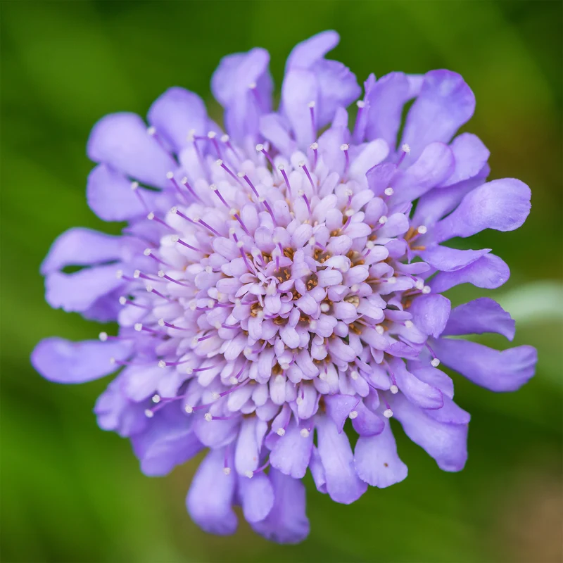 Scabieuse colombaire
