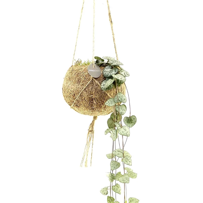 Ceropegia chaîne des cœurs et son pot en fibre de noix de coco