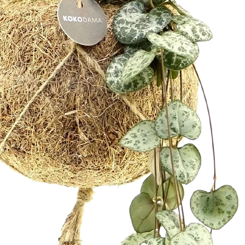 Ceropegia chaîne des cœurs et son pot en fibre de noix de coco