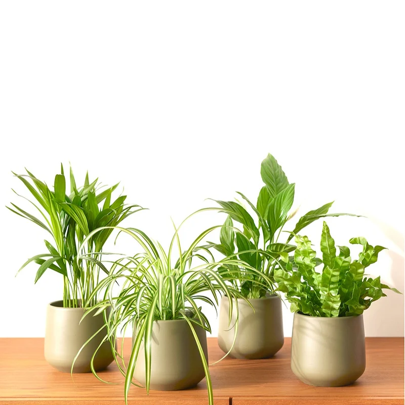 Collection de 4 plantes dépolluantes