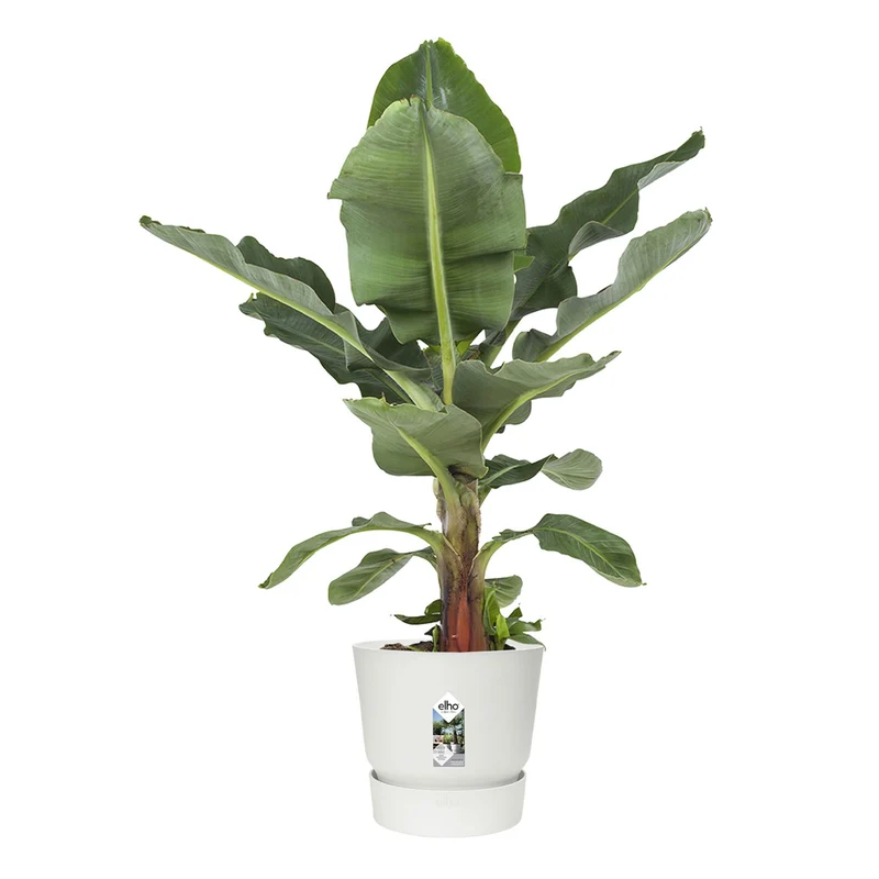 Pot de fleurs Greenville Blanc ELHO