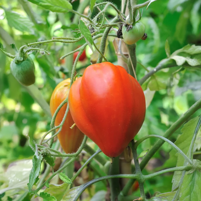 Tomate Coeur de boeuf