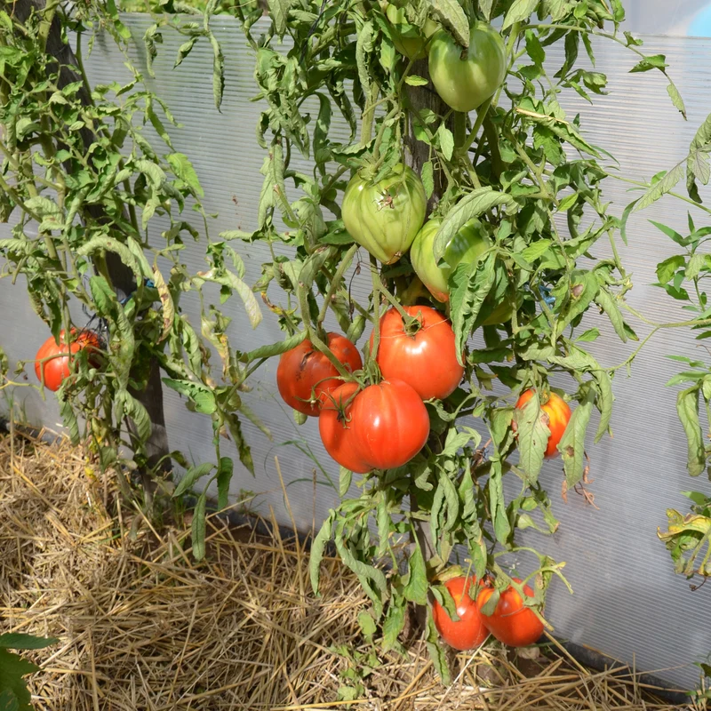 Tomate Coeur de boeuf