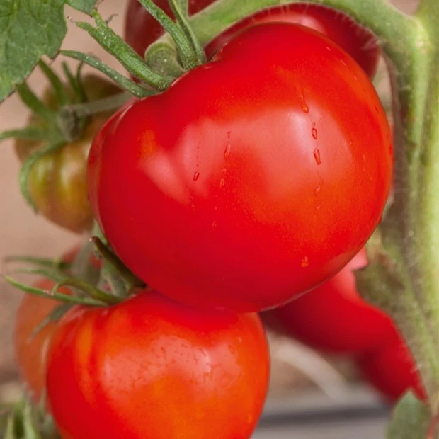 Tomate Saint Pierre
