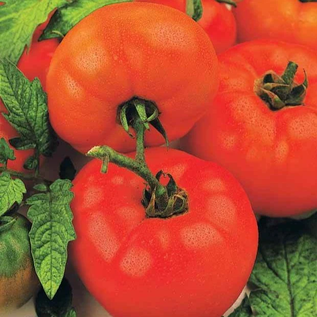 Tomate Saint Pierre