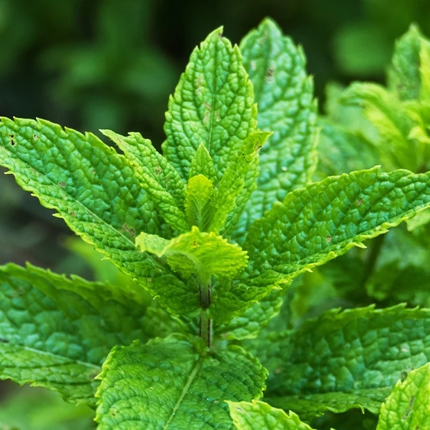 Menthe verte crépue