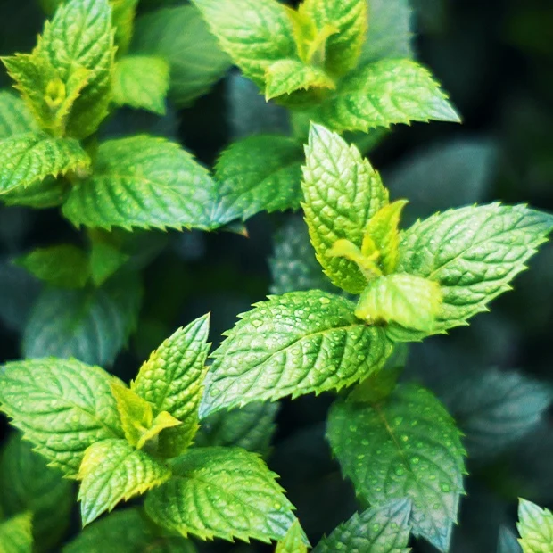 Menthe verte crépue
