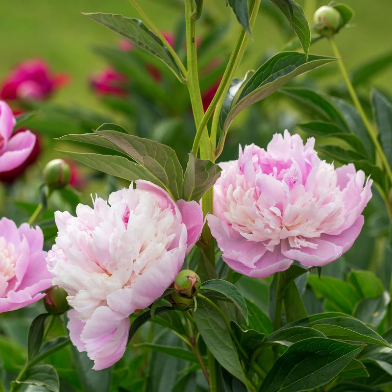 Pivoine Sorbet