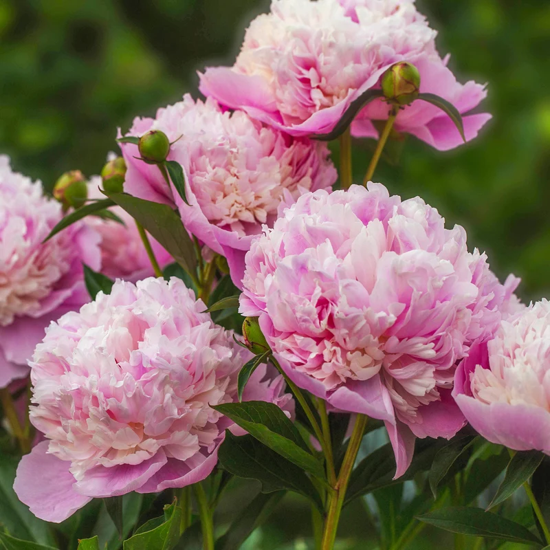 Pivoine Sorbet