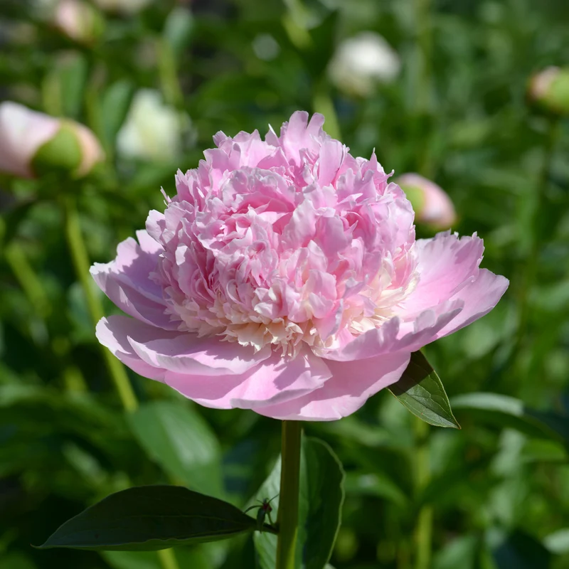 Pivoine Sorbet