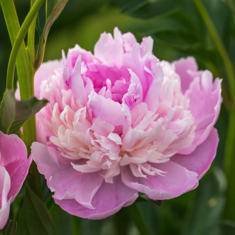 Pivoine Sorbet
