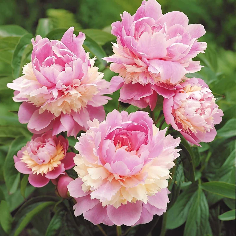 Pivoine Sorbet