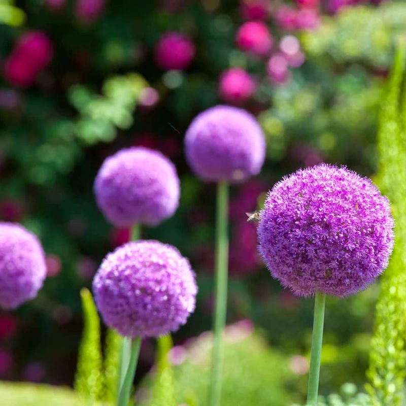 3 Alliums d'ornement Globemaster
