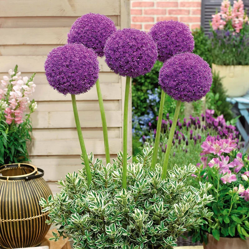 3 Alliums d'ornement Globemaster