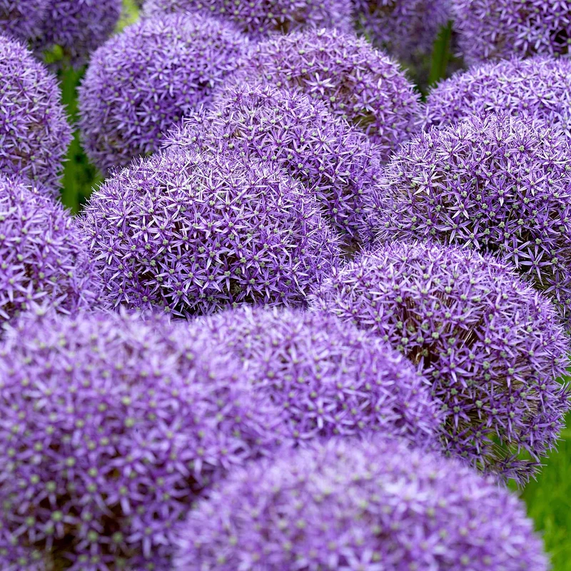 3 Alliums d'ornement Globemaster
