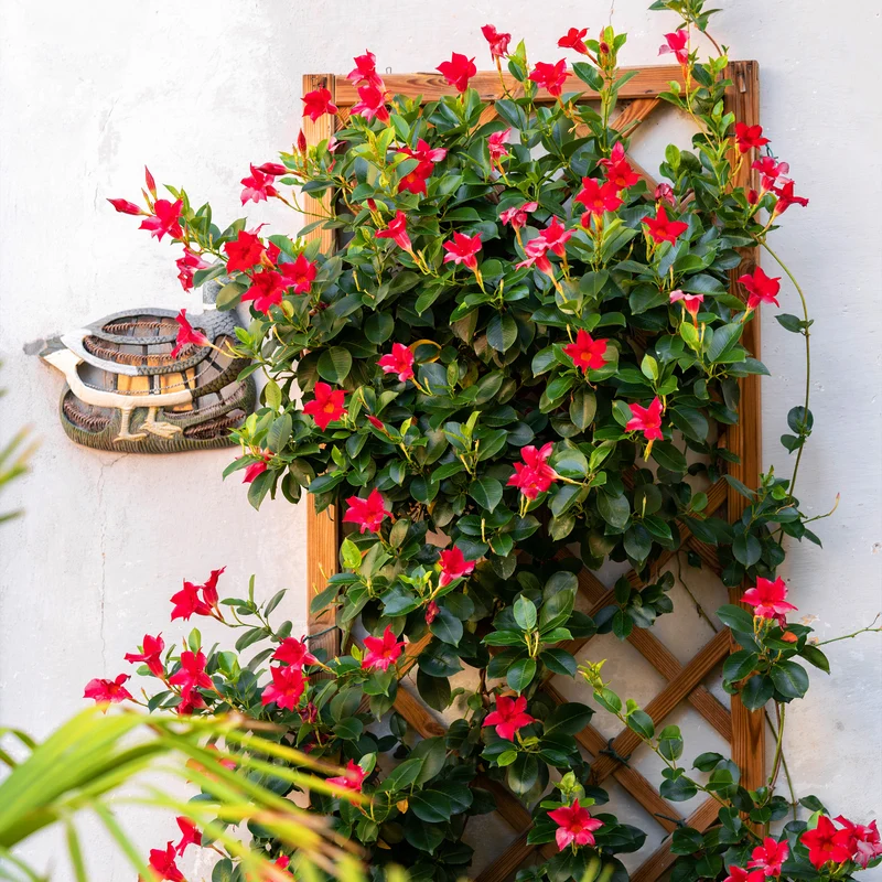 Jasmin du Brésil rouge - Dipladenia