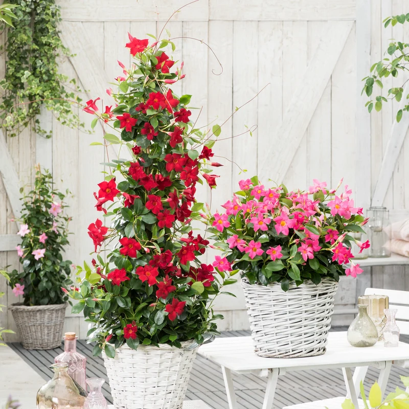 Jasmin du Brésil rouge - Dipladenia