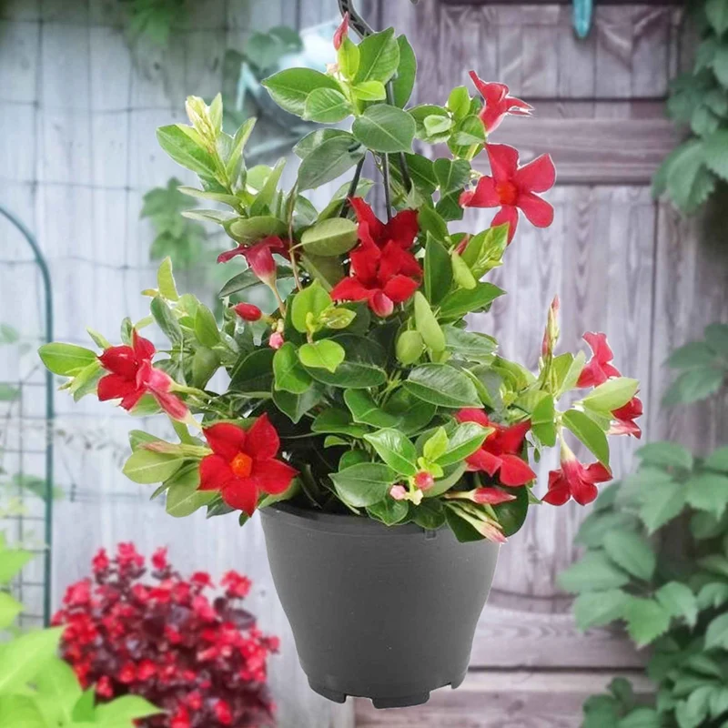 Jasmin du Brésil rouge - Dipladenia