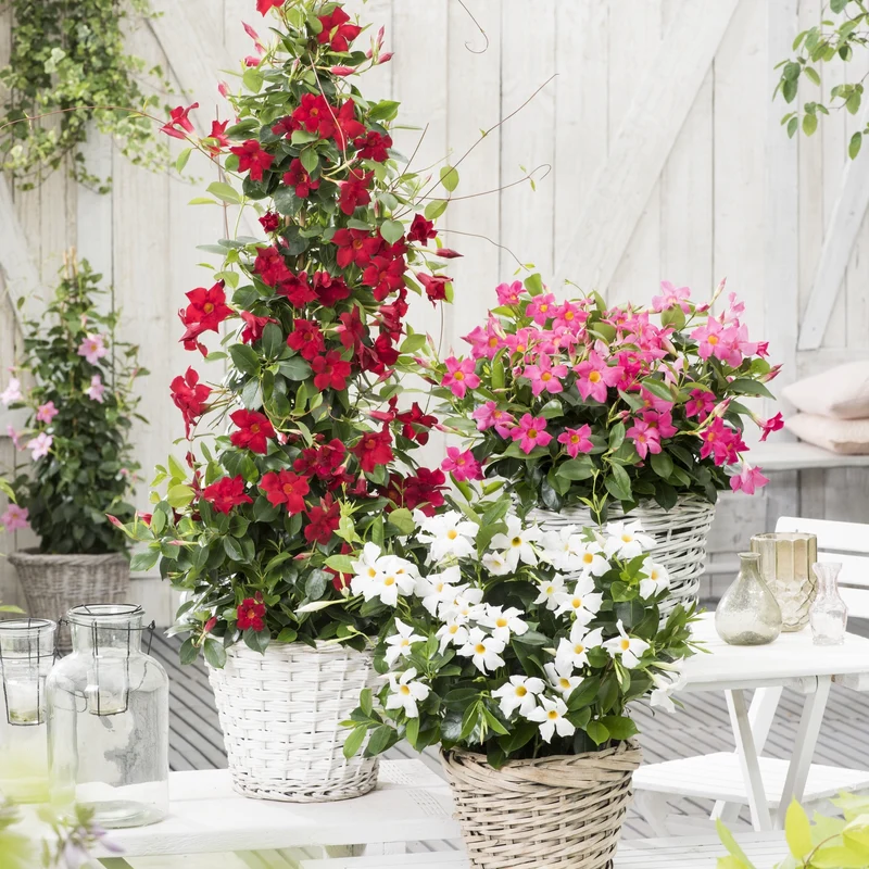 Jasmin du Brésil rouge - Dipladenia