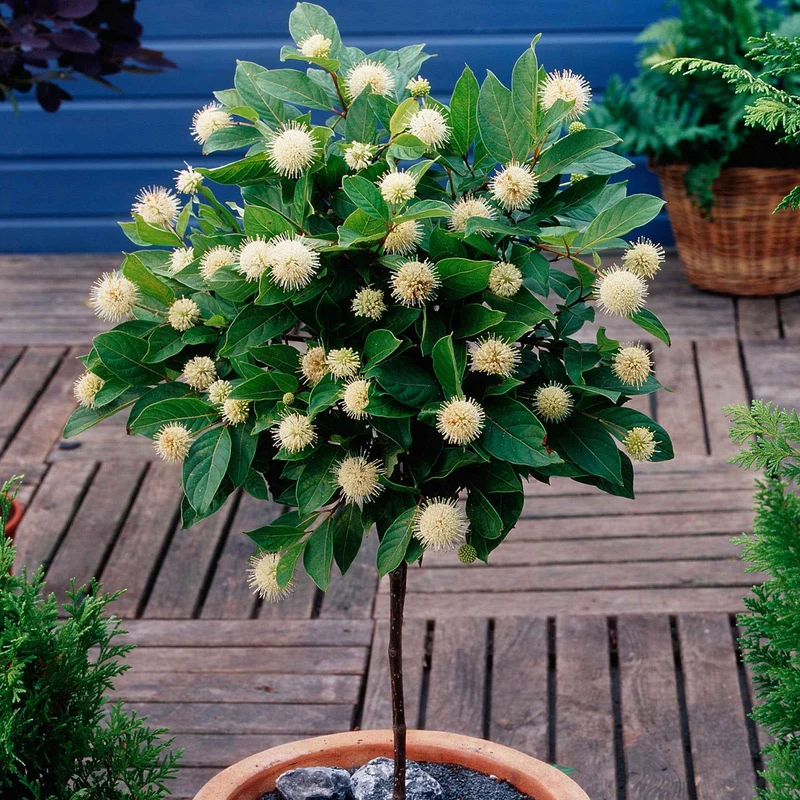 Cephalanthus occidentalis sur tige