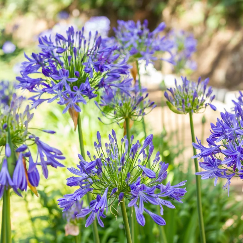 3 Agapanthes bleues