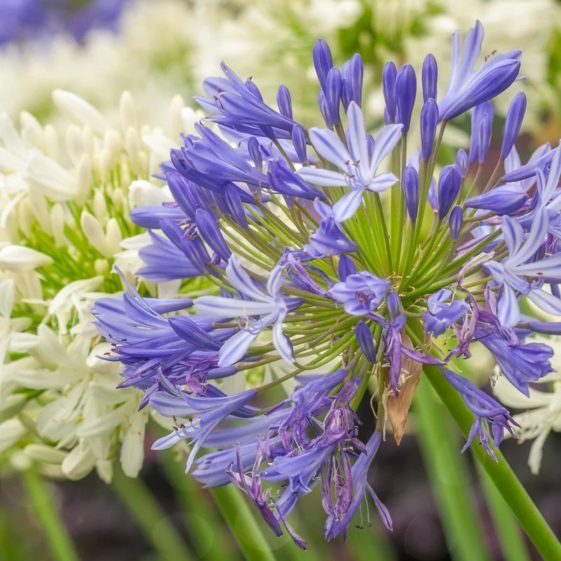 3 Agapanthes bleues