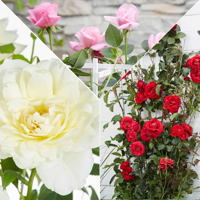 3 Rosiers grimpants parfumées en mélange