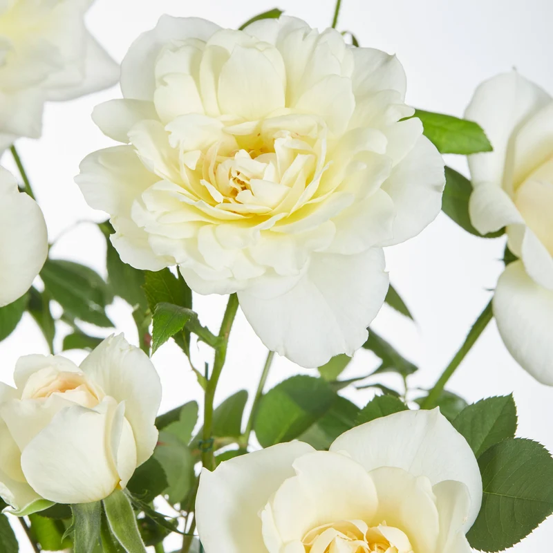 3 Rosiers grimpants parfumées en mélange