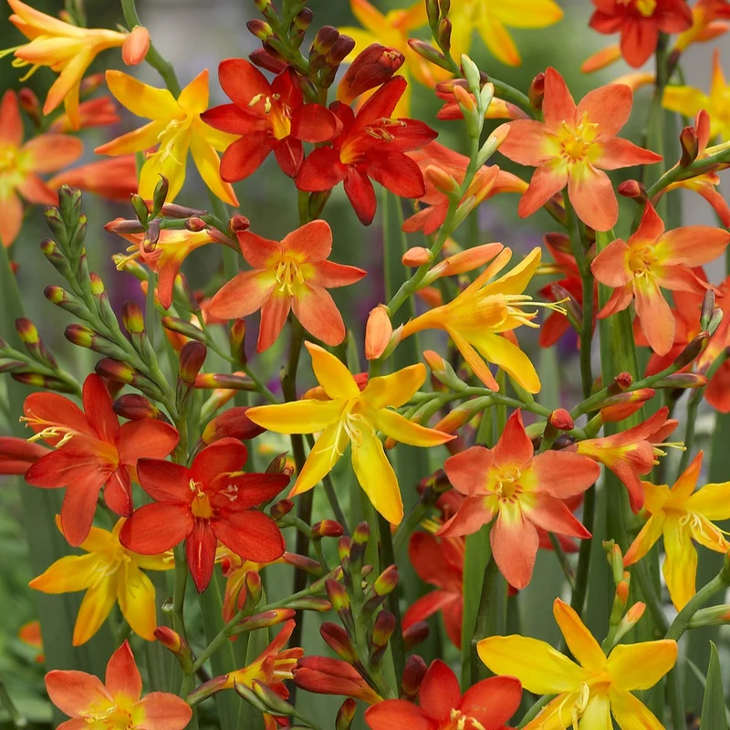 30 Crocosmias en mélange