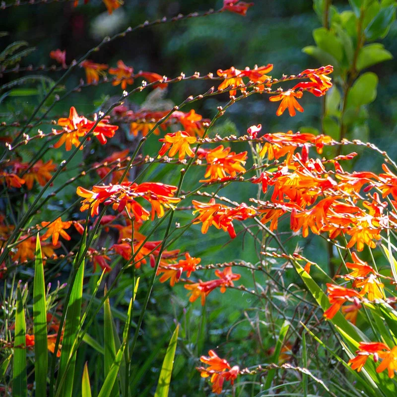 30 Crocosmias en mélange