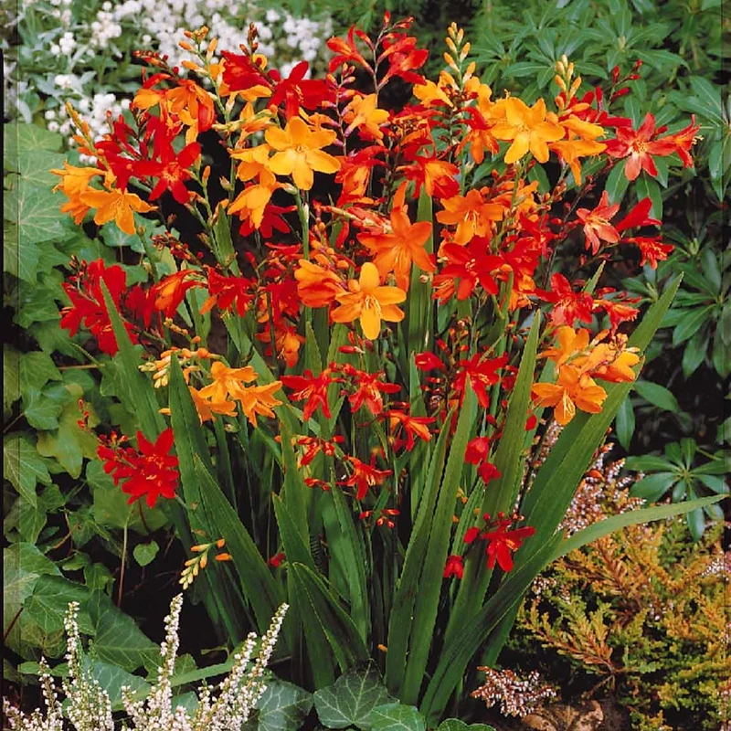 30 Crocosmias en mélange