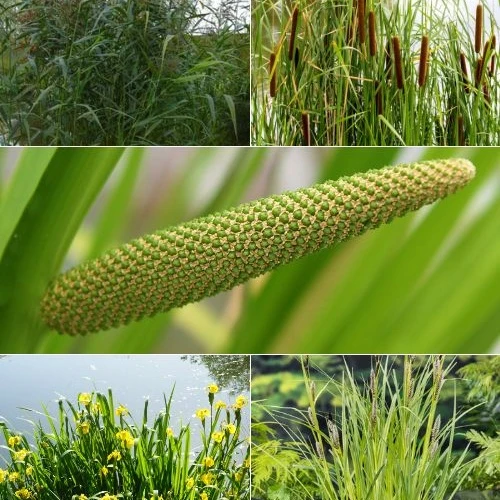 5 plantes de bassin purificatrices en mélange 'Clear Water'