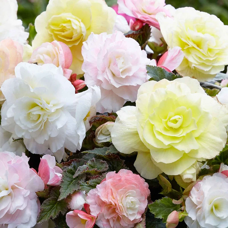 4 bégonias pastel crème et rose