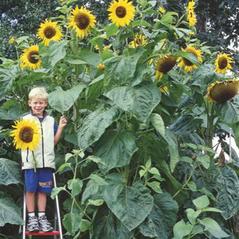Tournesol à fleur géante Kong F1