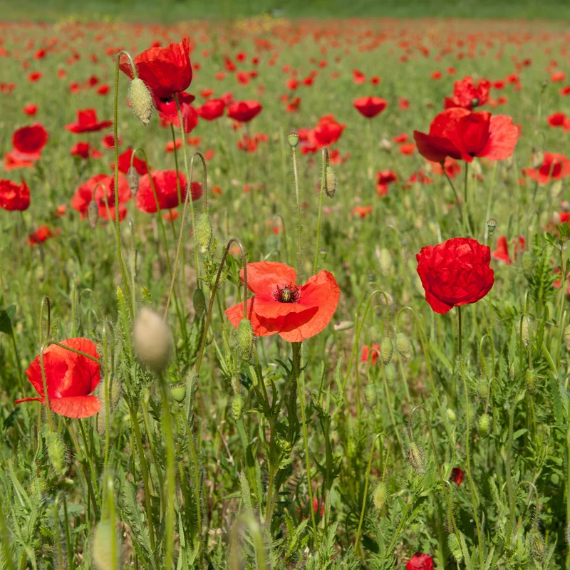 Coquelicot Red Corn Poppy Bio