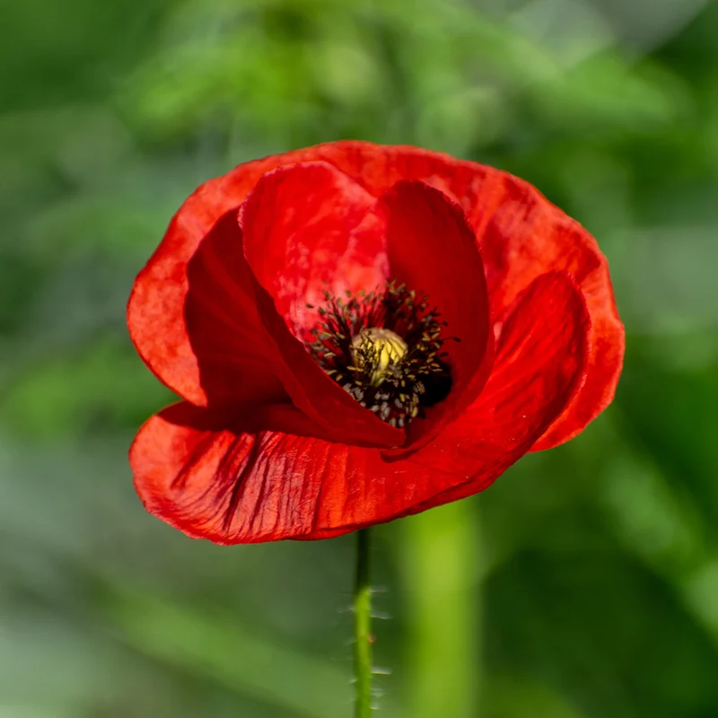 Coquelicot Red Corn Poppy Bio