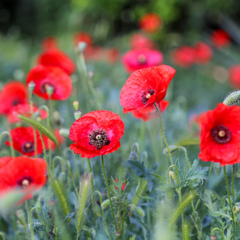 Coquelicot Red Corn Poppy Bio