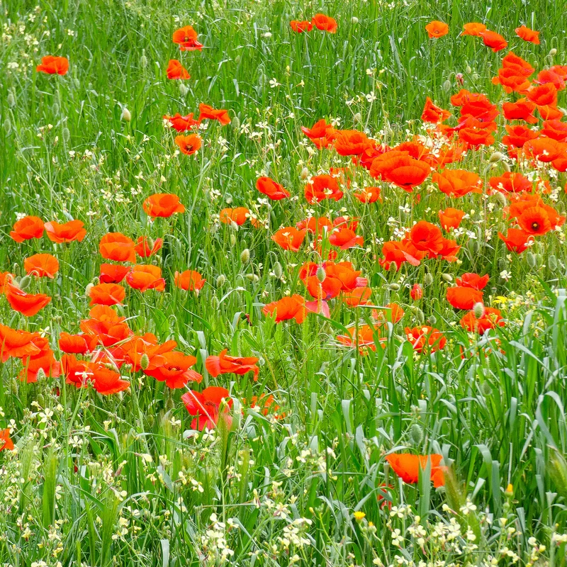 Coquelicot Red Corn Poppy Bio