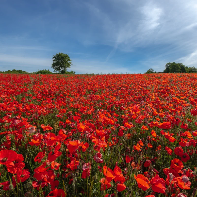 Coquelicot Red Corn Poppy Bio